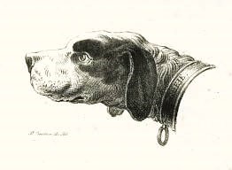 design and complexity of dog collars 